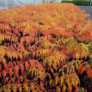 Rhus typhina 'Tiger Eyes'